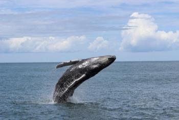 Whale Watching Tour & Dolphin Watching Tour, South Pacific, Costa Rica 